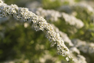 Blooming spiraea trees in spring park