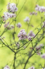 Blooming lilac in the botanical garden in spring