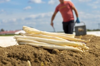 Agriculture asparagus harvest in Mutterstadt, Palatinate