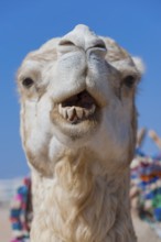 Dromedary (Camelus dromedarius), Arabian camel in head portrait, head, animal, farm animal, teeth,