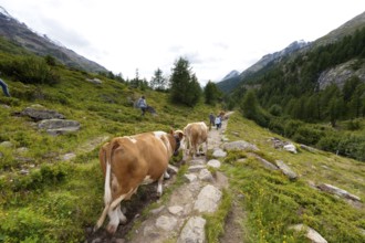 Hiking with cows on the Langgletscher in Valais, Bernese Alps, hiking trail, hike, Lötschental,