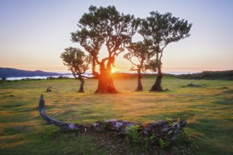 Centuries-old til trees in fantastic magical idyllic Fanal Laurisilva forest on sunset. Madeira