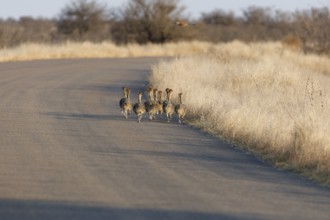 South African ostriches (Struthio camelus australis), group of several chicks, walking on the