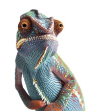 Beautiful chameleon isolated on a white background, AI generated