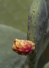 Ripe fruit of the cactus pear (Opuntia ficus-indica), Fuerteventura, Canary Island, Spain, Europe