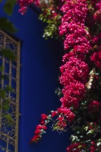 Majorelle Garden, botany, bougainvillea, flora, plant, botany, flower, tropical, climate,