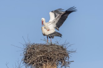 Mating white storks in courtship display (ciconia ciconia) on their nest in spring. Bas Rhin,