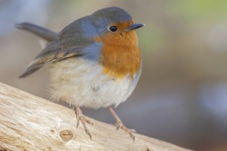 European robin (Erithacus rubecula) sitting in the forest. Bas Rhin, Alsace, France, Europe