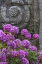 Pink hydrangea in front of a historic building, Abbaye de Beauport, Brittany, France, Europe