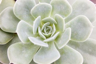 Beautiful succulent plant in greenhouse. Closeup, floral patterns, selective focus