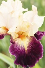 Beautiful multicolored iris flower bloom in the garden. Close up, fragility and summer concept