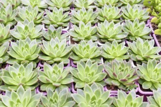 Small succulent plants background. greenhouse, top view, floral texture