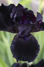 Beautiful dark blue iris flower bloom in the garden. Close up, fragility and summer concept