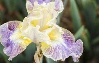 Beautiful multicolored iris flower bloom in the garden. Close up, fragility and summer concept