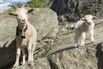 Goat (Capra) with baby in the Swiss Alps, mother, child, Valais, Switzerland, Europe