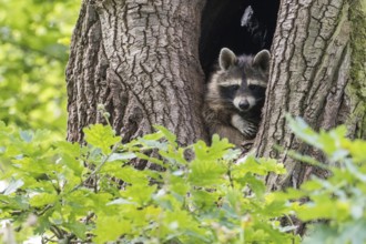 A raccoon (Procyon lotor) looks out of a hollow tree trunk in a green, wooded area, Hesse, Germany,