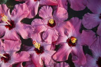 Hibiscus (Hibiscus) flowers in water, decoration, Hotel Purity, Malabar Escapes, Vembanad Lake,