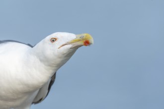 Lesser Black-backed Gull (Larus fuscus) portrait in a harbour on the Atlantic coast. Camaret,