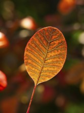 Eurasian Smoke Tree (Cotinus coggygria), or Wig Bush in garden, single leaf in autumn color, with