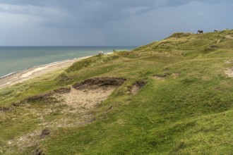 Horses in the Svinklovene dunes at Jammer Bay, Fjerritslev, Denmark, Europe