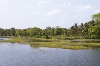 Shoreline landscape at an artificial lake or Wewa, Kataragama, Uva Province, Sri Lanka, Asia