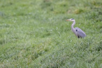 Grey heron (Ardea cinerea), Emsland, Lower Saxony, Germany, Europe