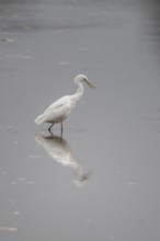 Great White Egret (Ardea alba), Emsland, Lower Saxony, Germany, Europe