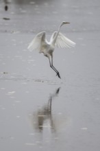 Great White Egret (Ardea alba), Emsland, Lower Saxony, Germany, Europe