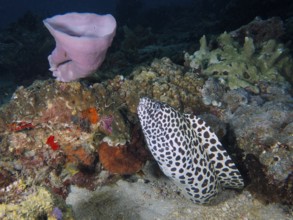 Large reticulated moray eel (Gymnothorax favagineus) among colourful corals and sea sponges on the