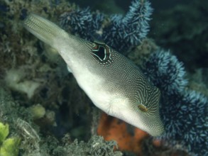 A pufferfish, Eye-spotted Pufferfish (Canthigaster solandri), swimming near Blue coral in the sea,