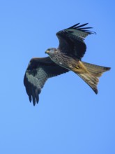 Red Kite, Milvus milvus, bird in flight