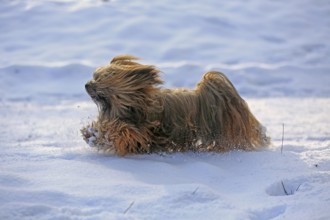 Lhasa Apso, Lhasa terrier, lion dog, Tibet, snow