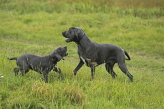 Great Dane, Saupacker, Great Dane