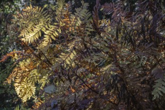 Royal fern (Osmunda regalis) in autumn foliage, Emsland, Lower Saxony, Germany, Europe