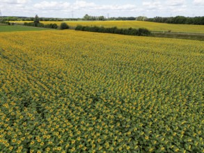 Sunflower field near Holzhausen, town of Rheinau, aerial view, Ortenau district, Baden-Württemberg,