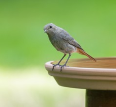 Black redstart (Phoenicurus ochruros), female standing on a bird bath, Lower Saxony, Germany,