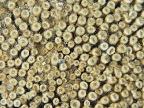 Close-up of yellowish coral with detailed texture, grass coral (Cladocora caespitosa), dive site