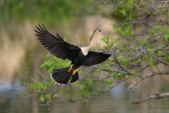 American Darter (Anhinga anhinga), approaching in spring, Wakodahatchee Wetlands, Delray Beach,