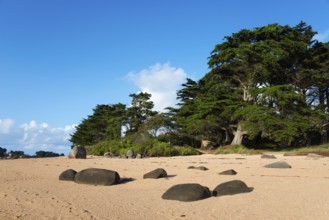 Sandy beach beach with trees and rocks under a blue sky, Baie de Sainte-Anne, Trégastel, Tregastel,