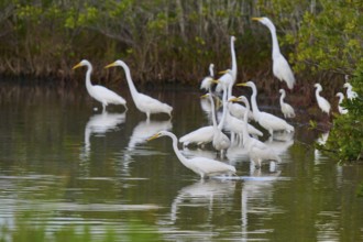 Great Egret (Egretta alba), group standing in a calm body of water surrounded by green vegetation,