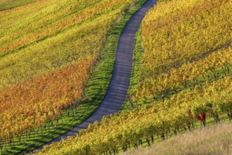 A winding path through colourful vineyards in an autumnal landscape under a sunny sky,