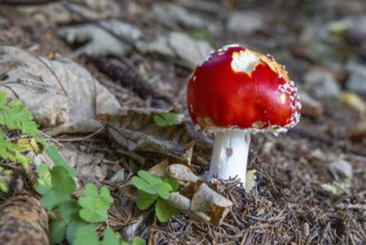 Fly agaric (Amanita muscaria) with clover on the forest floor