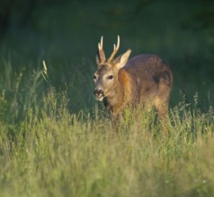 Roe deer (Capreolus capreolus), roebuck with beginning hair change stands in a meadow and eats,