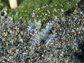 Tiny transparent fish with blue patterns, zebra dwarf lionfish (Dendrochirus zebra) juvenile, on