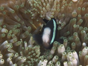 A Clark's anemonefish (Amphiprion clarkii) melanistic, swimming between the tentacles of a sea