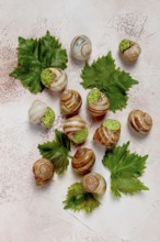 Snails stuffed in Burgundy, top view, with grape leaves, French cuisine, no people