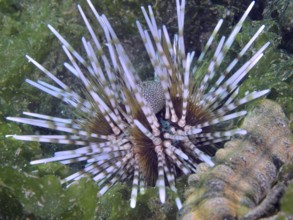 Sea urchin with long, coloured spines, banded sea urchin (Echinothrix calamaris), in a green