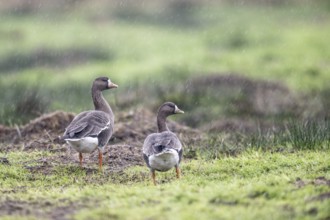 White-fronted Geese (Anser albifrons), East Frisia, Lower Saxony, Germany, Europe