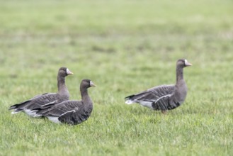 White-fronted Geese (Anser albifrons), East Frisia, Lower Saxony, Germany, Europe