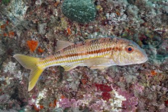 A striped barb (Mullus surmuletus) swimming along a reef, dive site L'anse aux blés, Giens